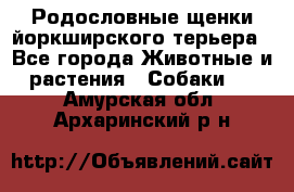 Родословные щенки йоркширского терьера - Все города Животные и растения » Собаки   . Амурская обл.,Архаринский р-н